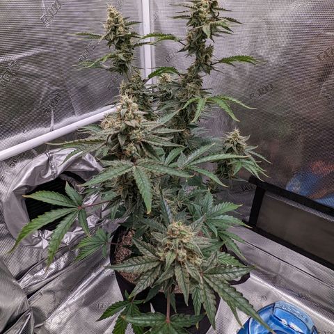 CBD Blueberry growlog timeline photo