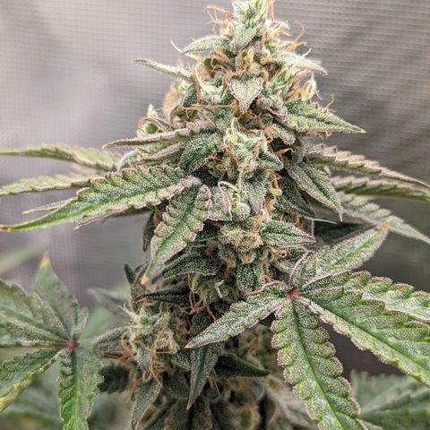 CBD Blueberry growlog timeline photo