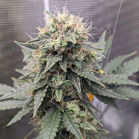 CBD Blueberry growlog timeline photo