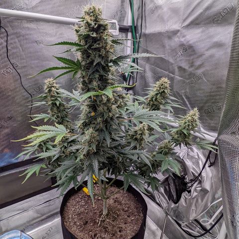 CBD Blueberry growlog timeline photo