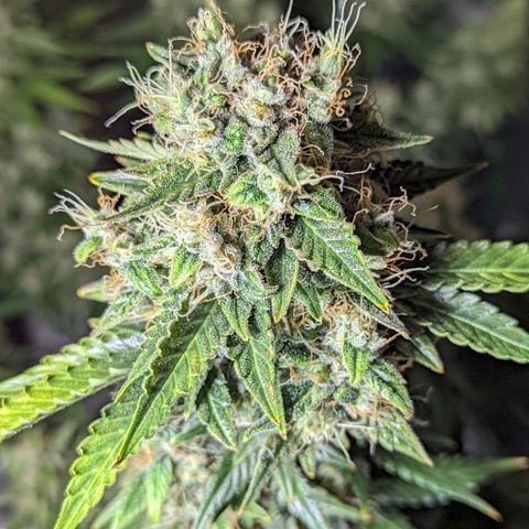 CBD Blueberry growlog photo: Ready for chop