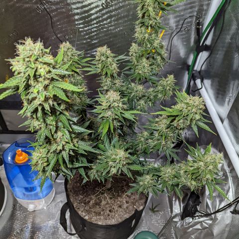 CBD Blueberry growlog photo: Ready for chop