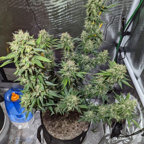 CBD Blueberry growlog photo: Ready for chop