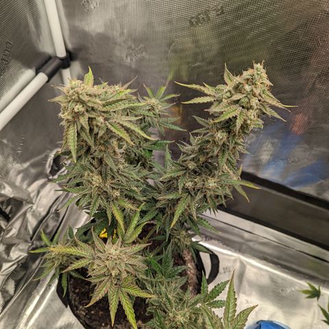 CBD Blueberry growlog photo: Ready for chop