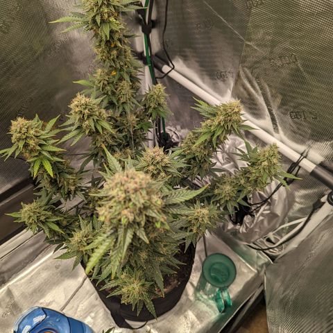 CBD Blueberry growlog photo: Ready for chop