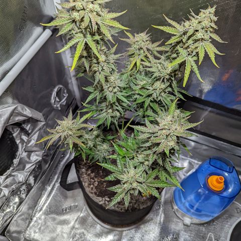 CBD Blueberry growlog photo: Ready for chop