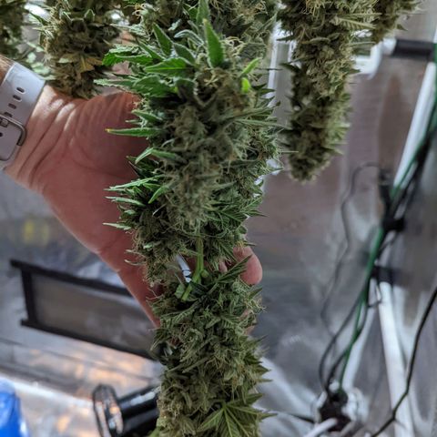 CBD Blueberry growlog timeline photo