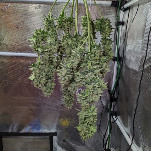 CBD Blueberry growlog timeline photo