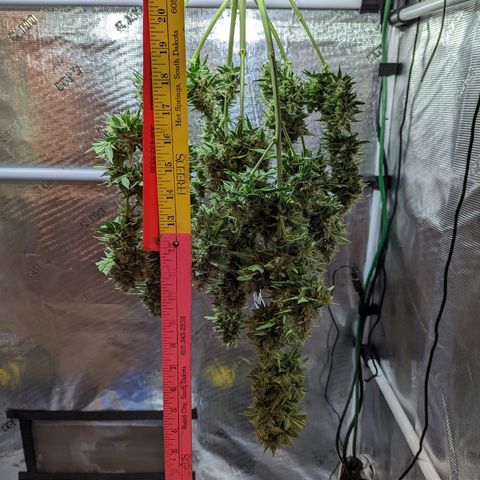 CBD Blueberry growlog timeline photo