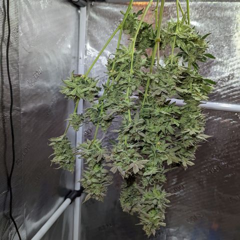 CBD Blueberry growlog timeline photo