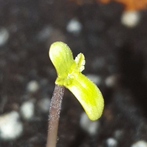 Salome growlog timeline photo