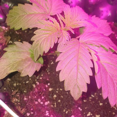 Salome growlog timeline photo