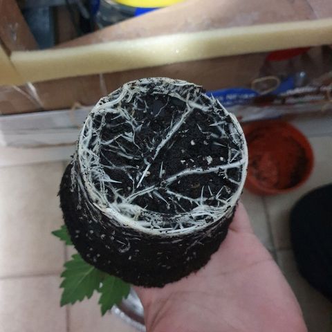 Salome growlog timeline photo
