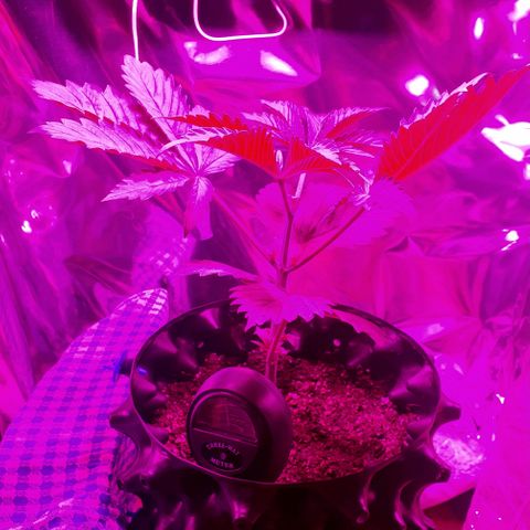 Salome growlog photo: Comenzo el entrenamiento de ramas