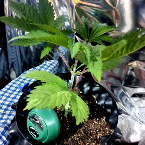 Salome growlog photo: Comenzo el entrenamiento de ramas