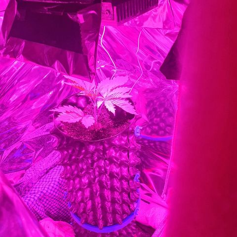 Salome growlog timeline photo