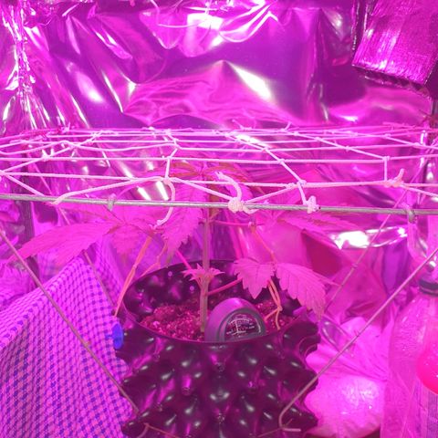 Salome growlog photo: Scrog