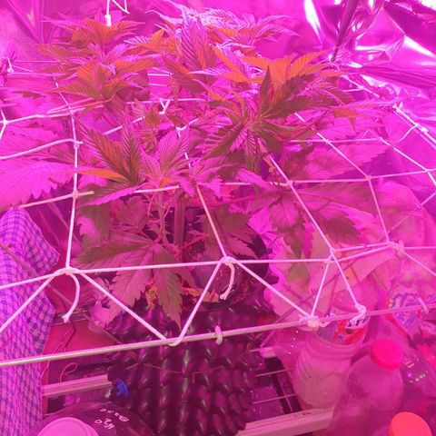 Salome growlog timeline photo