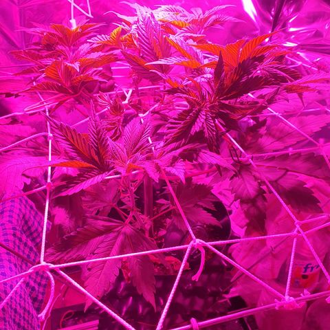 Salome growlog timeline photo