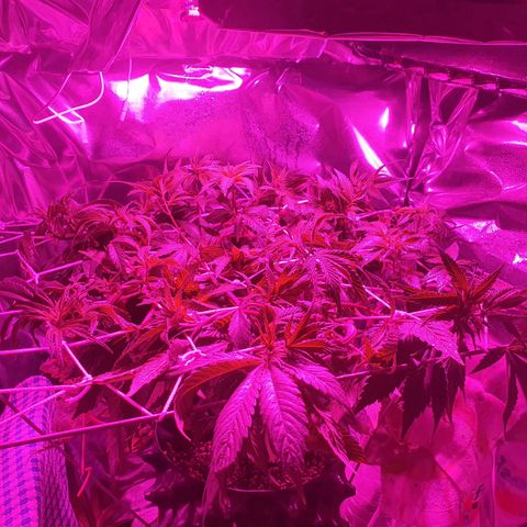 Salome growlog timeline photo