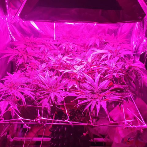 Salome growlog timeline photo