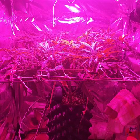 Salome growlog timeline photo