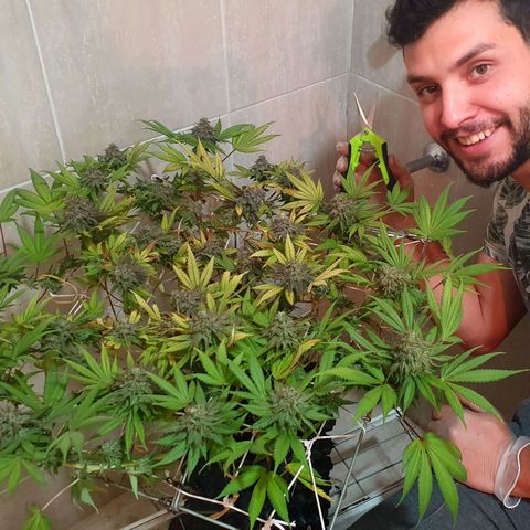 Salome growlog timeline photo