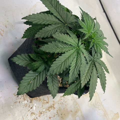 banana strawberry auto growlog timeline photo