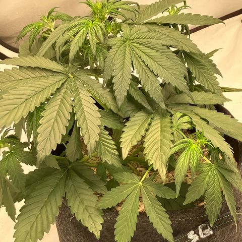 banana strawberry auto growlog timeline photo