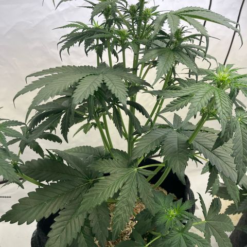 banana strawberry auto growlog timeline photo