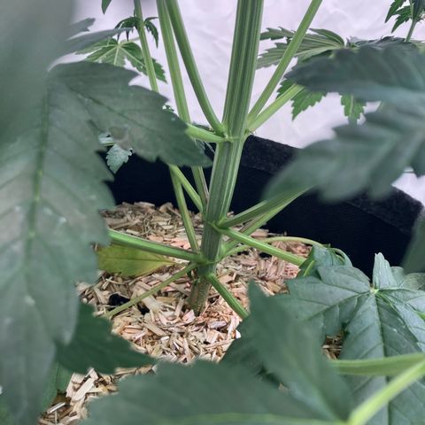 banana strawberry auto growlog timeline photo