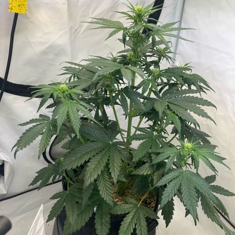 banana strawberry auto growlog timeline photo