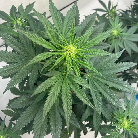 banana strawberry auto growlog timeline photo