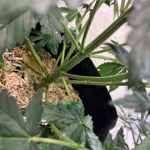 banana strawberry auto growlog timeline photo