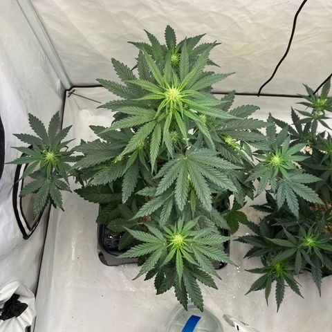 banana strawberry auto growlog timeline photo