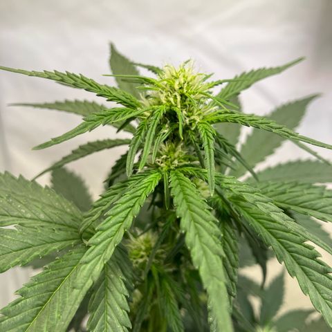 banana strawberry auto growlog timeline photo