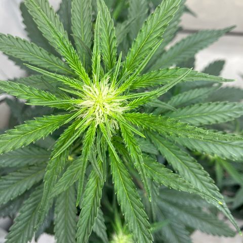 banana strawberry auto growlog timeline photo