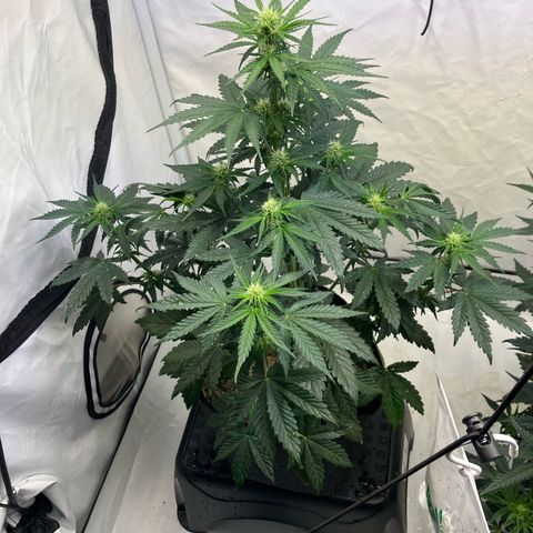 banana strawberry auto growlog timeline photo