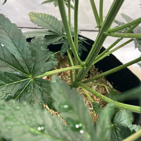 banana strawberry auto growlog timeline photo