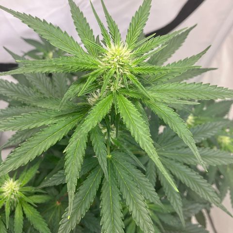 banana strawberry auto growlog timeline photo