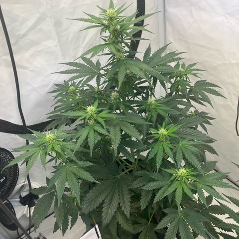 banana strawberry auto growlog timeline photo