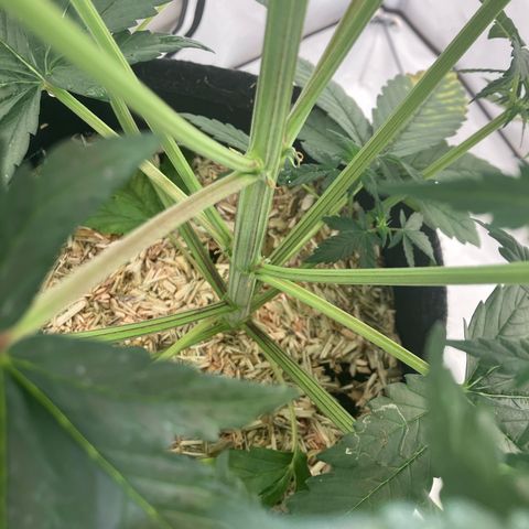 banana strawberry auto growlog timeline photo