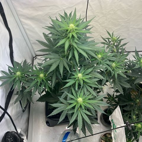 banana strawberry auto growlog timeline photo