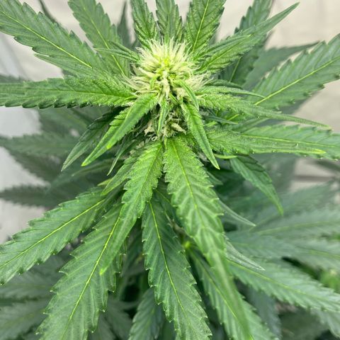 banana strawberry auto growlog timeline photo
