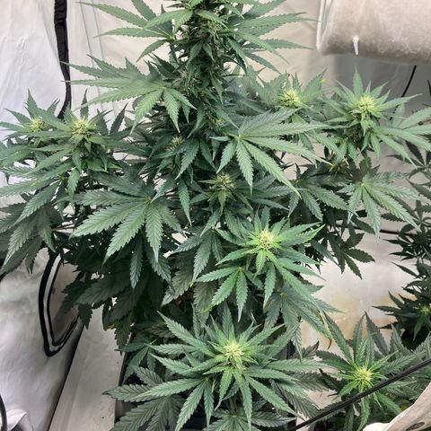 banana strawberry auto growlog timeline photo