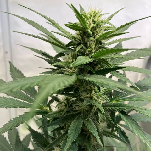 banana strawberry auto growlog timeline photo