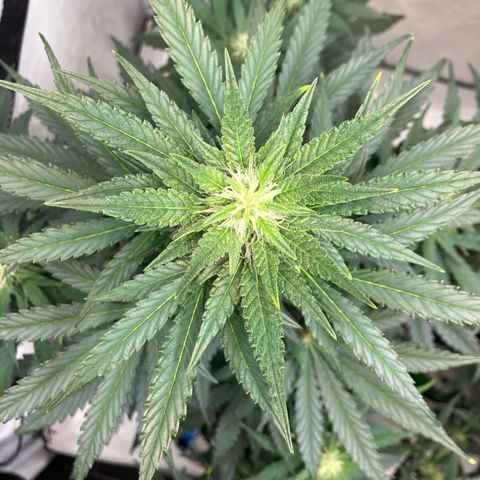 banana strawberry auto growlog timeline photo