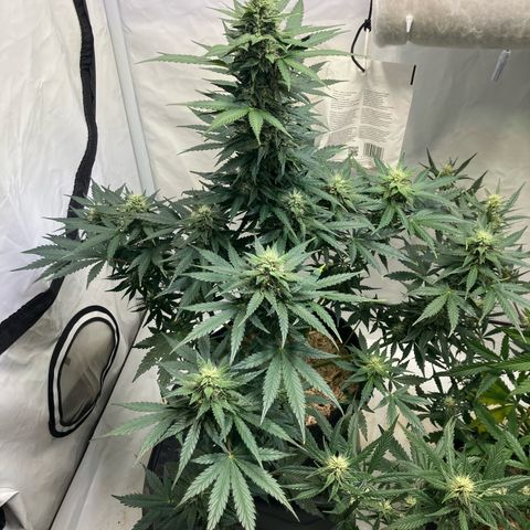 banana strawberry auto growlog timeline photo