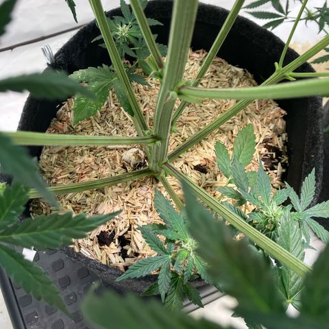 banana strawberry auto growlog timeline photo