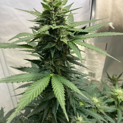 banana strawberry auto growlog timeline photo